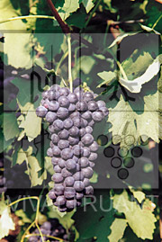 Foto di un grappolo d'uva di Barbera R 4